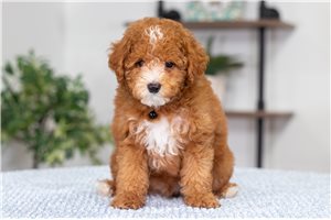 Fred - puppy for sale