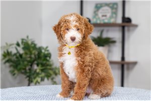 Faith - Poodle, Miniature for sale