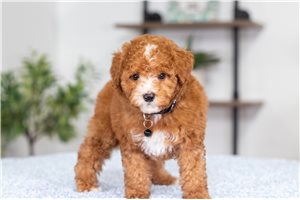 Fred - Poodle, Miniature for sale