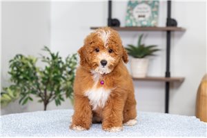 Carrie - Poodle, Miniature for sale