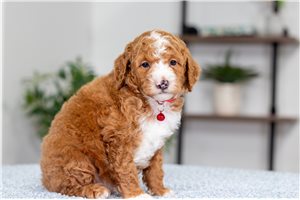 Frankie - puppy for sale