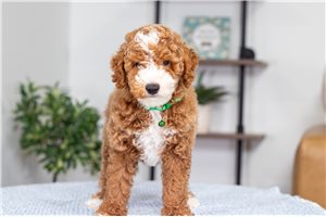 Cece - Poodle, Miniature for sale