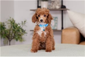 Tyler - Miniature Poodle for sale