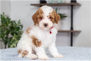 Giles - puppy for sale