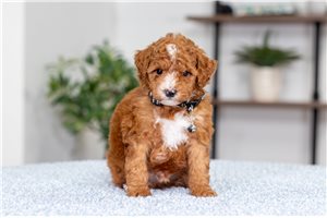 Fred - Poodle, Miniature for sale