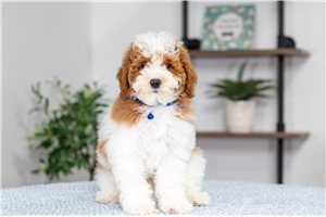 Gaston - Poodle, Miniature for sale