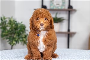 Captain - Poodle, Miniature for sale