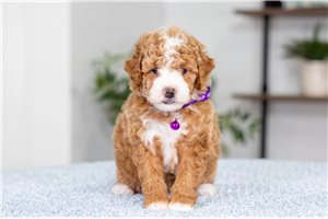 Flora - puppy for sale
