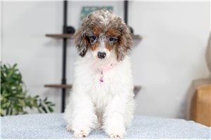 Gianna - Poodle, Miniature for sale