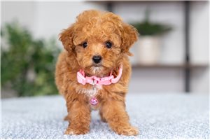 Heidi - Poodle, Miniature for sale