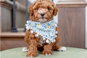 Shawn - puppy for sale