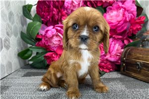 Indiana - Cavalier King Charles Spaniel for sale