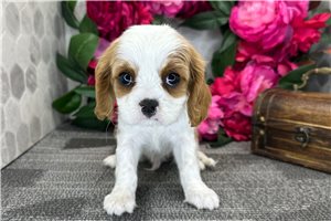 Dallas - Cavalier King Charles Spaniel for sale
