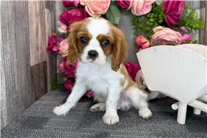 Raleigh - Cavalier King Charles Spaniel for sale