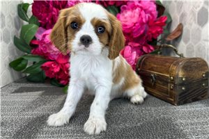Raleigh - Cavalier King Charles Spaniel for sale