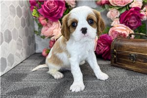 Dallas - puppy for sale