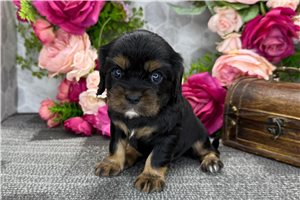 Australia - Cavalier King Charles Spaniel for sale