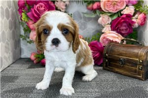 Raleigh - puppy for sale