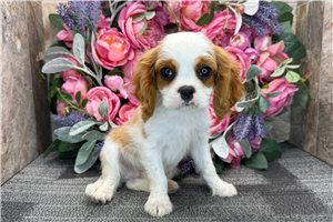 Dallas - Cavalier King Charles Spaniel for sale