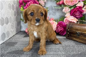 Carolina - Cavalier King Charles Spaniel for sale