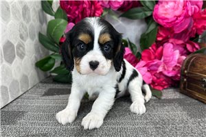 Alexandro - Cavalier King Charles Spaniel for sale