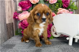 Indiana - Cavalier King Charles Spaniel for sale