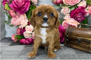 Indiana - puppy for sale
