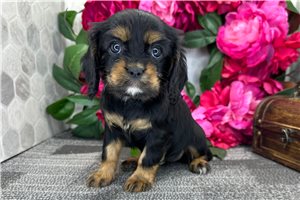 Australia - Cavalier King Charles Spaniel for sale
