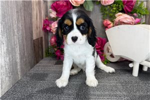 Alexandro - Cavalier King Charles Spaniel for sale
