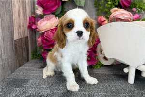 Dallas - Cavalier King Charles Spaniel for sale