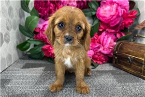 Carolina - Cavalier King Charles Spaniel for sale