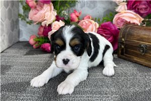 Alexandro - puppy for sale