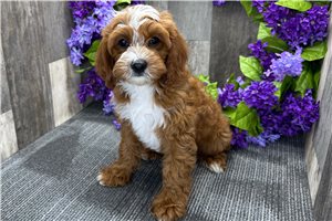 Goodwin - Cavapoo for sale