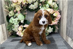 Georgia - puppy for sale