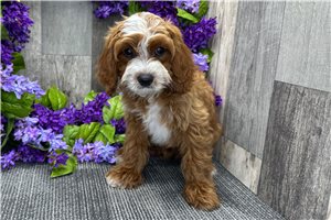 Grayson - puppy for sale