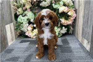Goodwin - Cavapoo for sale