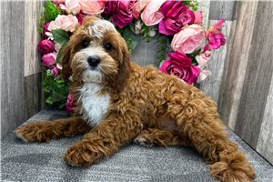 Goodwin - Cavapoo for sale