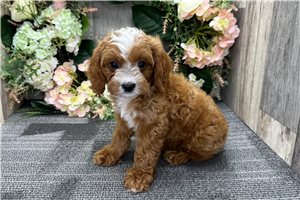 Gideon - Cavapoo for sale