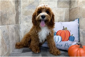 Goodwin - Cavapoo for sale