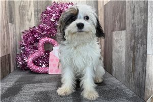 Frida - Cavapoo for sale