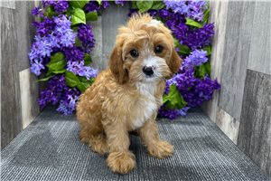 Gatlin - Cavapoo for sale