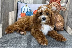 Goodwin - Cavapoo for sale