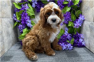 Grayson - Cavapoo for sale