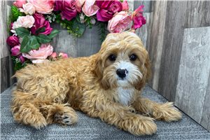 Gatlin - Cavapoo for sale