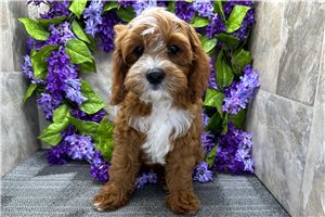 Goodwin - Cavapoo for sale