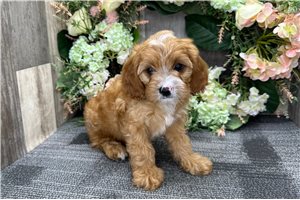 Gatlin - Cavapoo for sale
