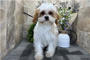 Dawn - Cavapoo for sale
