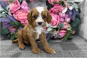 Gideon - puppy for sale