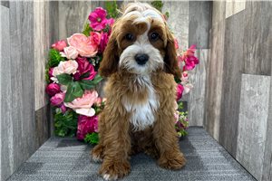 Grayson - Cavapoo for sale