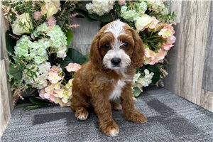 Grayson - Cavapoo for sale